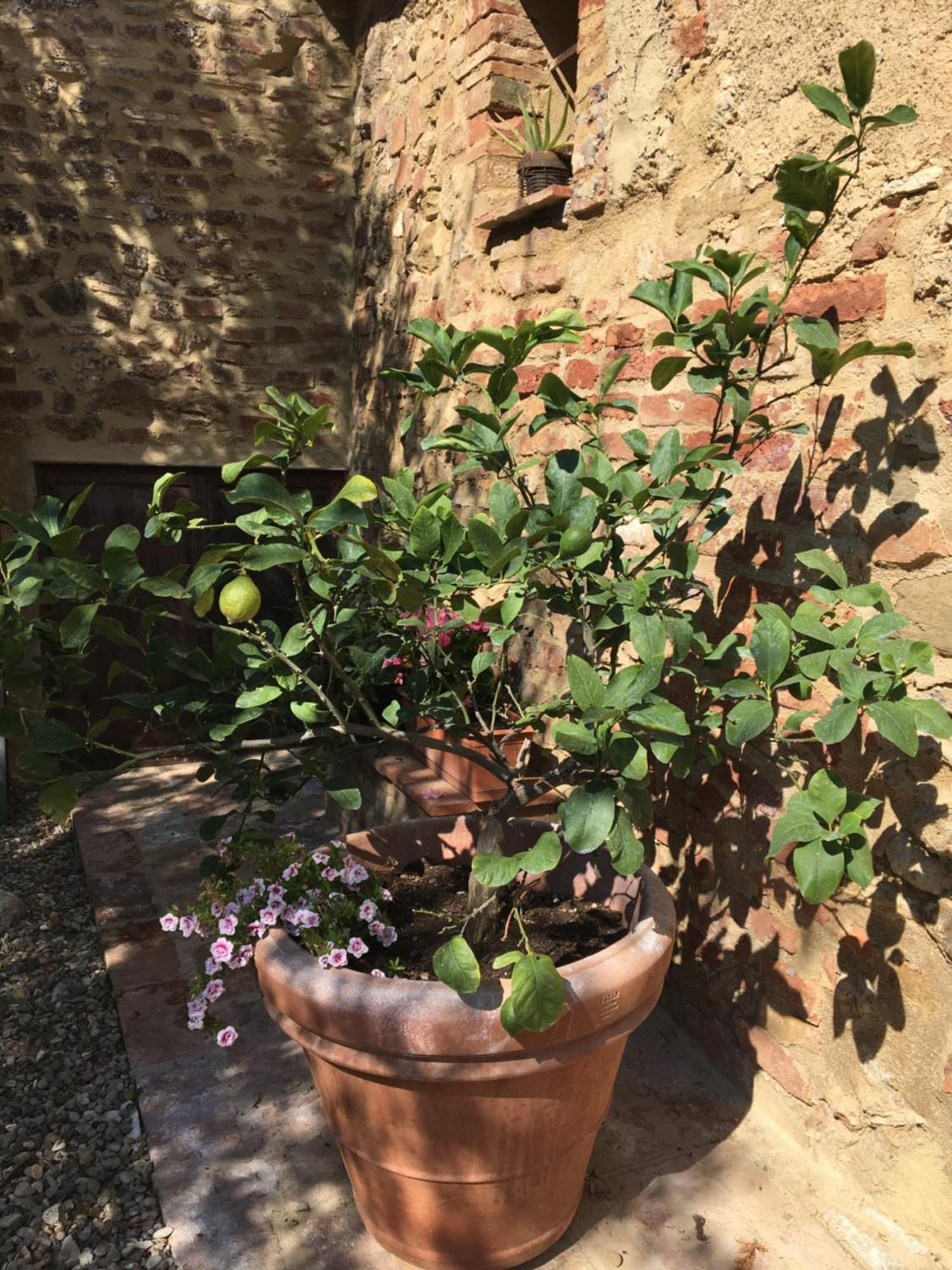 Agli Olivi Di Marciano Apartamento